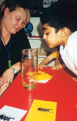 A child looking at a ladybird he has collected from the garden
