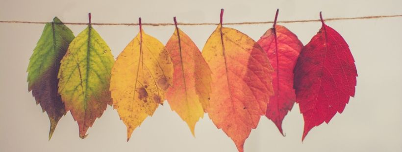 Rainbow leaves