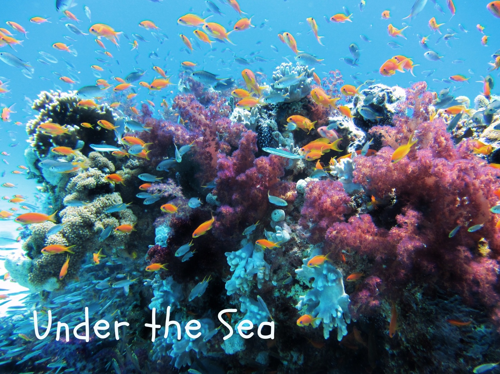 Under the sea